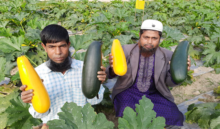 স্কোয়াশ চাষে সফল কৃষক সানু মিয়া