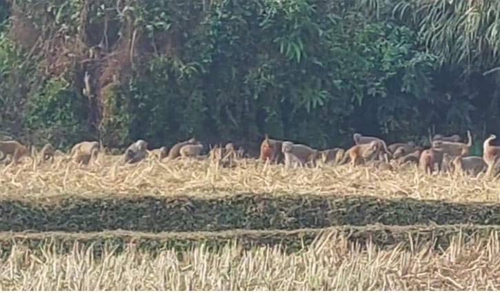 ফেনীতে ভারতীয় বানরের আক্রমণে ফসলের ব্যাপক ক্ষতি