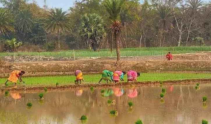 বোরো আবাদের লক্ষ্যমাত্রা বেড়েছে