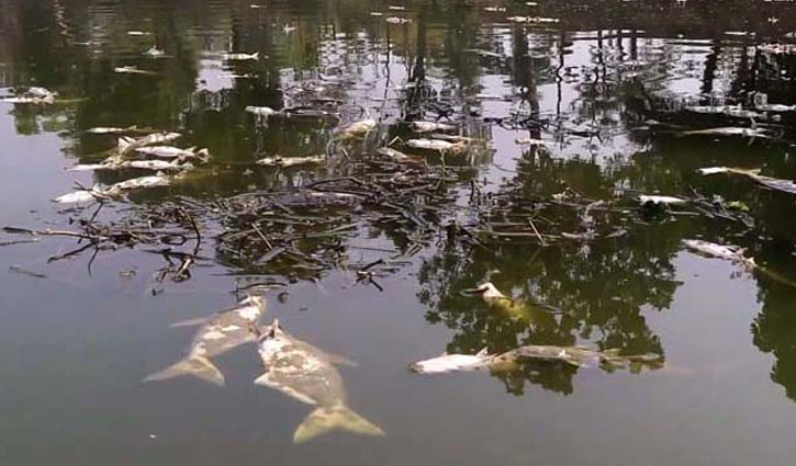 কুষ্টিয়ায় মরে ভেসে উঠল কোটি টাকার মাছ