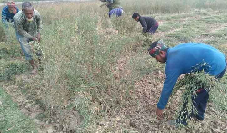 দিনাজপুরে সরিষা কাটা-মাড়াইয়ে ব্যস্ত কৃষক 