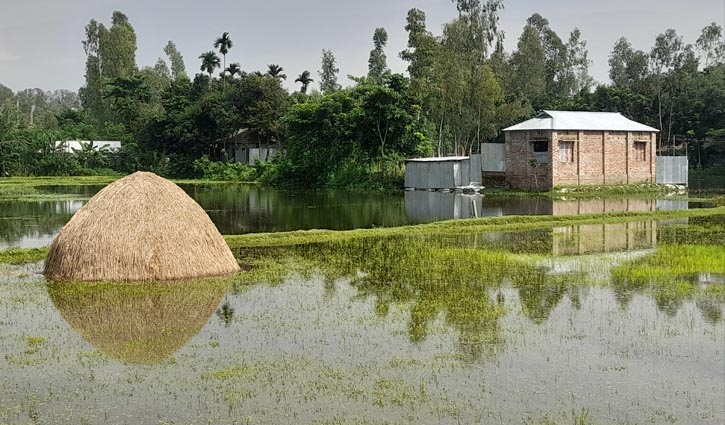 গাইবান্ধায় বন্যা: ক্ষতির মুখে কৃষি ও মৎস্য খাত