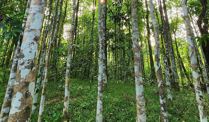 আগর-আতরের আঁতুড়ঘরে