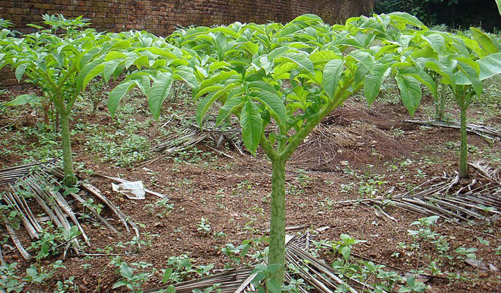 লাভজনক হওয়ায় গোপালগঞ্জে কন্দাল ফসলের আবাদ বাড়ছে