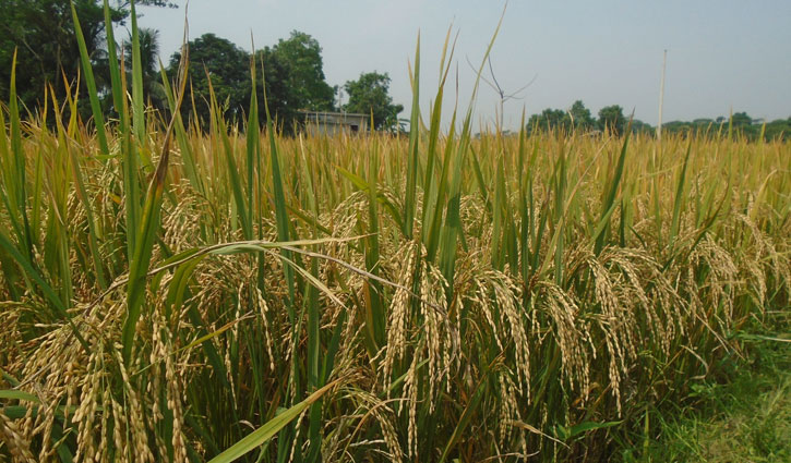 গোপালগঞ্জে আউশ ধান উৎপাদন লক্ষ্যমাত্রা ৬ হাজার ২৭৪ মে. টন