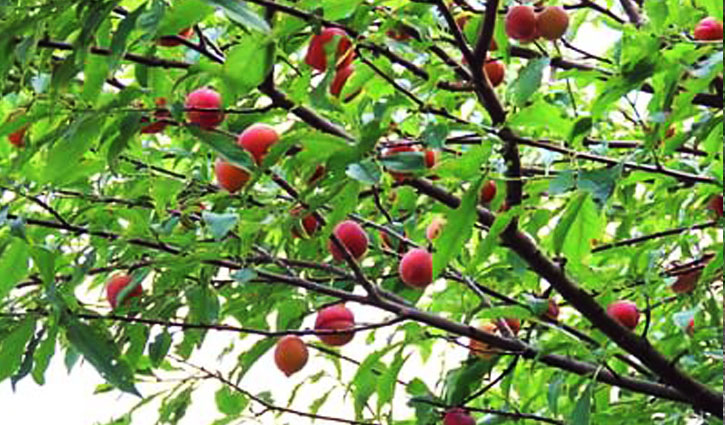 আঙিনায় আলুবোখারা চাষে সফলতা