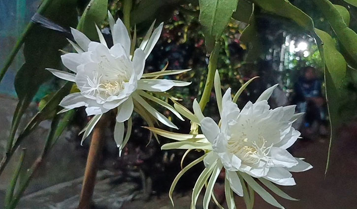 গোপালগঞ্জে এক রাতে ফুটলো তিনটি রাতের রাণী ‘নাইট কুইন’