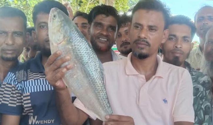 মেঘনায় পাওয়া আরও একটি ইলিশ ৭৭০০ টাকায় বিক্রি 