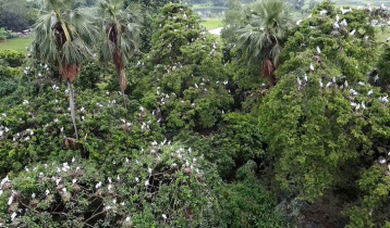 পাখিদের গ্রাম ‘পুন্ডুরিয়া’ 