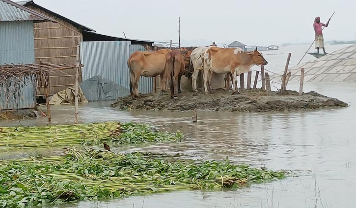 সিরাজগঞ্জে গো-খাদ্যের সংকট, বিপাকে খামারিরা 