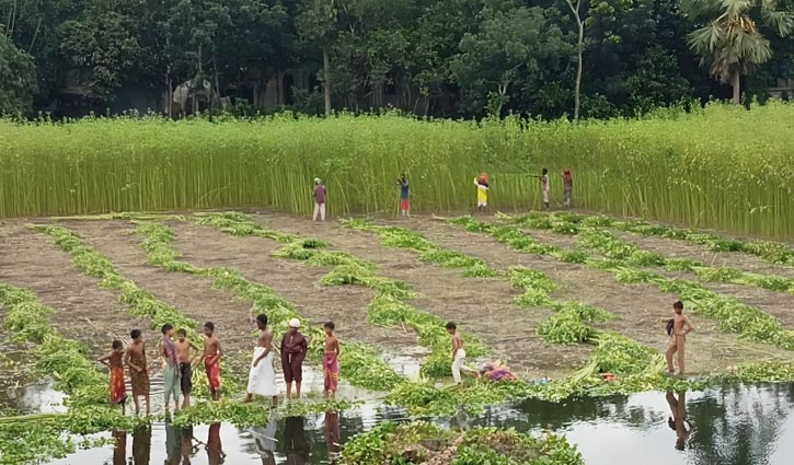 দুশ্চিন্তায় ফরিদপুরের পাটচাষিরা