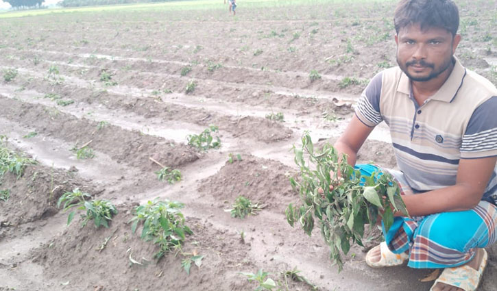 কৃষকের দুই বিঘার মরিচ গাছ কাটল দুর্বৃত্তরা