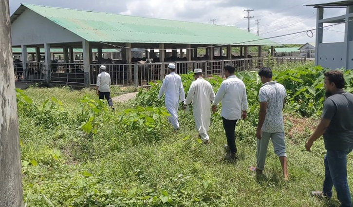 প্রজনন খামারে ২১ মহিষের মৃত্যু, তদন্ত শুরু