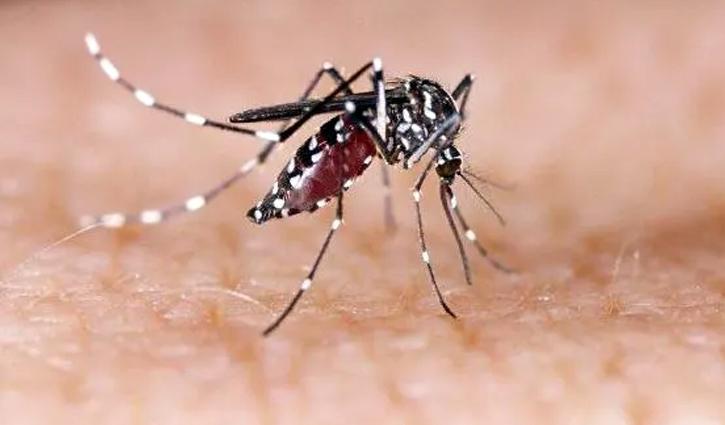 Dengue claims two more lives, 272 hospitalised