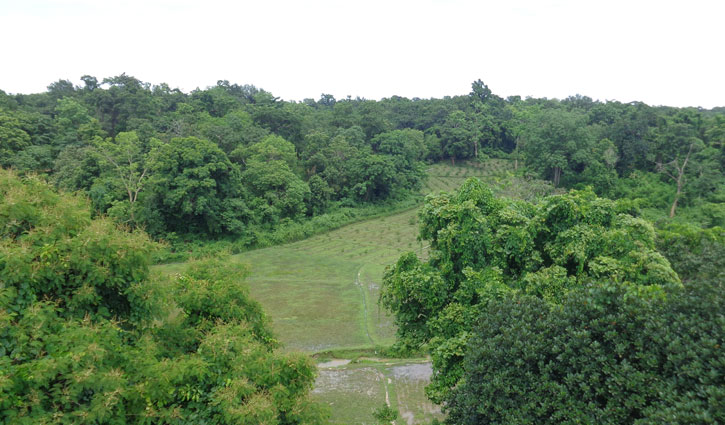 পুকুরের পানিতে ডুবিয়ে রাখা ছিল চোরাই গাছ