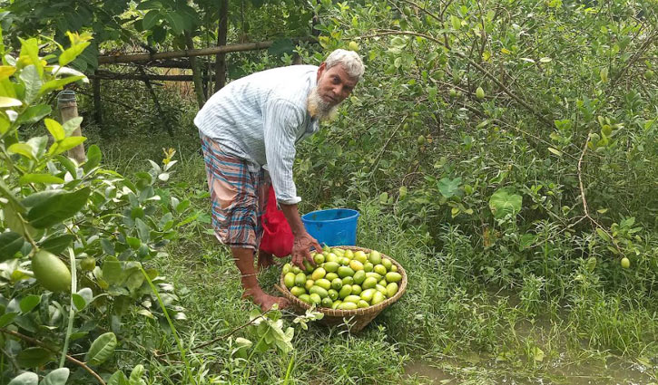 সমতলে ধানি জমিতে লেবু চাষ করে ভাগ্যবদল 