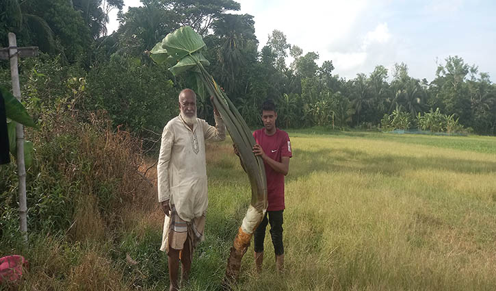 ‘থাই গোল্ড’ কচু চাষে তাক লাগালেন সিরাজুল