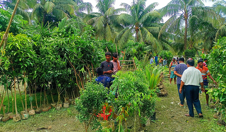 কাউখালীর চারা বিক্রির হাটে কোটি টাকার কেনাবেচা