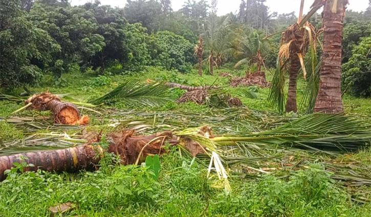 শেরপুরে থামছে না বন্য হাতির তাণ্ডব 