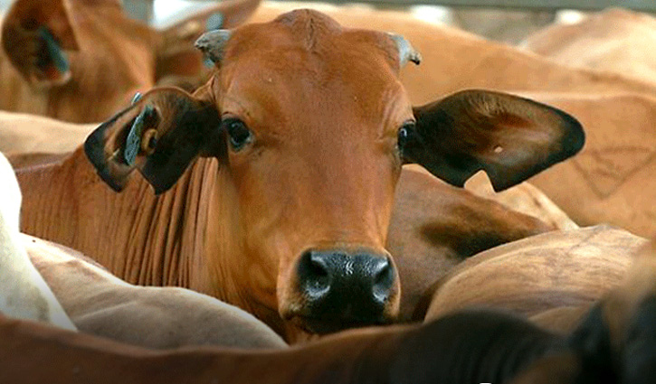 কোরবানির ফজিলত ও শরিকের বিধান 