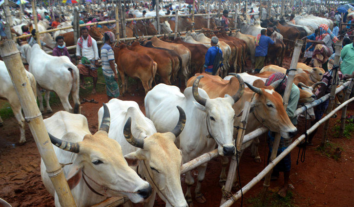 এক লাখ কোটি টাকার কোরবানির অর্থনীতি