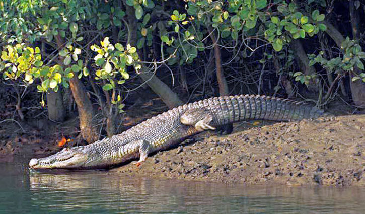 সুন্দরবনে কুমিরের আক্রমণে মৌয়ালের মৃত্যু