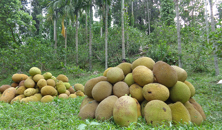 আষাঢ়ে পাকা কাঁঠালের ঘ্রাণে মন মাতোয়ারা