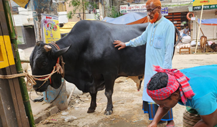 মেরাদিয়া হাট কাঁপাচ্ছে ‘কালাবাবু’ ‘সাদাবাবু’ ‘কালাপাহাড়’