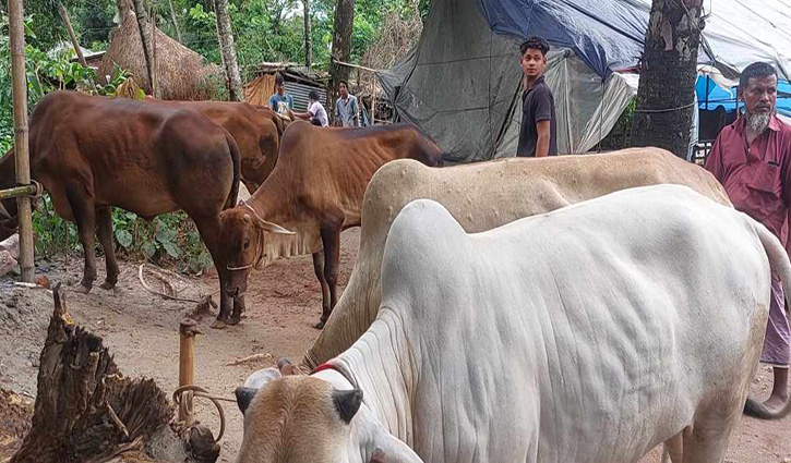 ফেনীতে আবারও অস্ত্রের মুখে গরু লুট