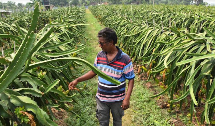 বরেন্দ্রের পোড়ামাটিতে বিদেশি ফলের সমাহার