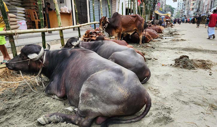 আজ থেকে জমবে পশুর হাট, আশা ব্যবসায়ীদের