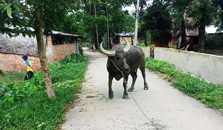 রাঙ্গুনিয়ায় কোরবানির মহিষের আক্রমণে নিহত ১