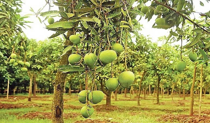 চাঁপাইনবাবগঞ্জে আমবাগান পরিদর্শনে যাচ্ছেন বিভিন্ন দেশের রাষ্ট্রদূত