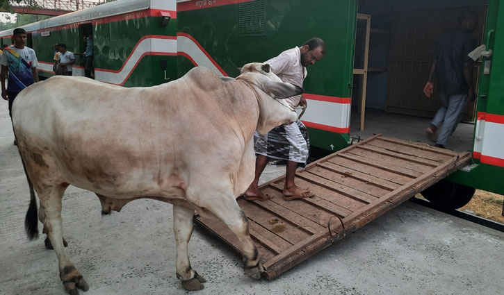 চাঁপাইনবাবগঞ্জ থেকে ঢাকায় গরু নিয়ে রেলওয়ের আয় ৯২ হাজার টাকা