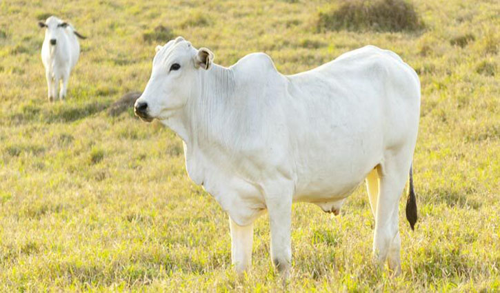 একটি পশু কত নামে কোরবানি করা যায়