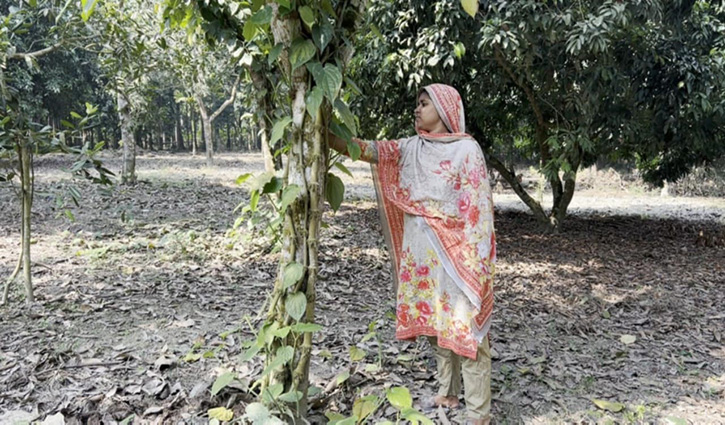 নড়াইলে দিন দিন বাড়ছে চুইঝালের চাষ