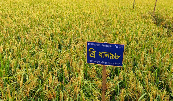 Tk 64 crore incentive to boost Aush cultivation 