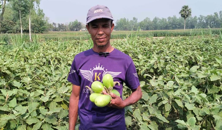 Eggplants being sold at Tk one per kg