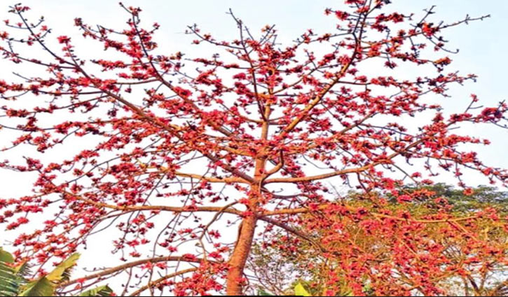 শিমুল ফুলে রঙিন প্রকৃতি