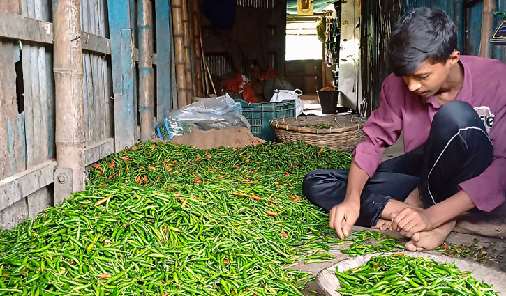 ফরিদপুরে মরিচের সরবরাহ কম, কেজি ৫০০ টাকা