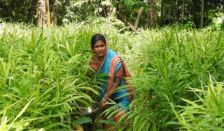 বামনহাট গ্রামে বাড়ছে বস্তা পদ্ধতিতে আদা চাষ, মিলছে সফলতা