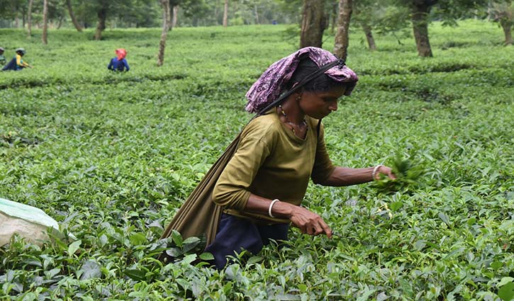 চায়ের লক্ষ্যমাত্রা অর্জন নিয়ে শঙ্কা