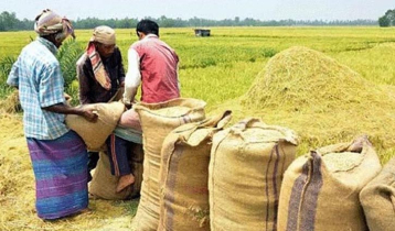 Govt to procure paddy at Tk 33 per kg, parboiled rice at Tk 47 