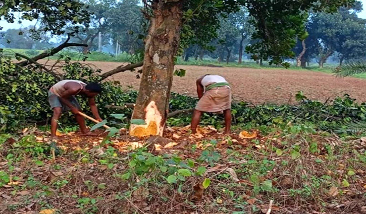 গাজীপুরে পরমাণু কেন্দ্রের ৫৪টি গাছ কাটা হচ্ছে