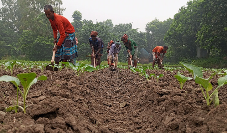 আগাম সবজি চাষে স্বপ্ন বুনছেন কৃষক