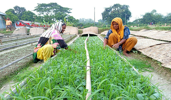 মুন্সীগঞ্জে শীতকালীন সবজির চারার জমজমাট ব্যবসা