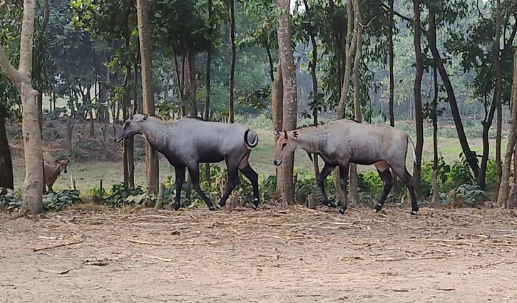 সাফারি পার্কে নীলগাই পরিবারে নতুন অতিথি