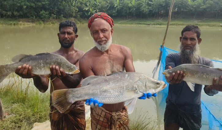 কৃত্রিম খাবারে পুকুরে কোরাল চাষে সফল পটুয়াখালীর আনোয়ার