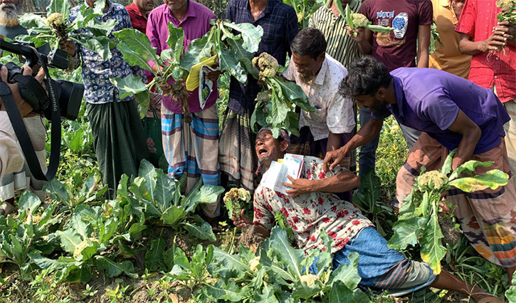 ছত্রাকনাশক ব্যবহারে ফুলকপি নষ্ট, খেতেই জ্ঞান হারালেন কৃষক