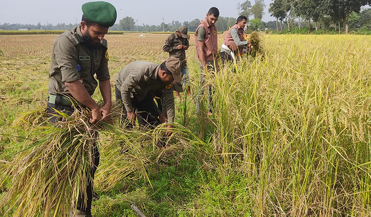 অসহায় কৃষকের জমির ধান কেটে দিলেন আনসার সদস্যরা